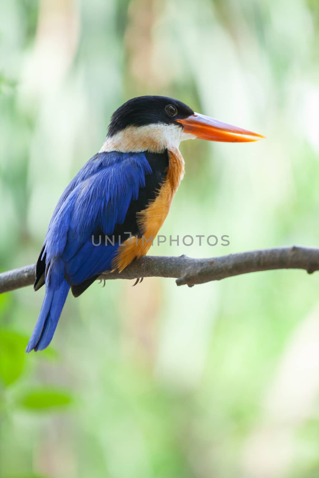 Beautiful blue Kingfisher bird by witthaya