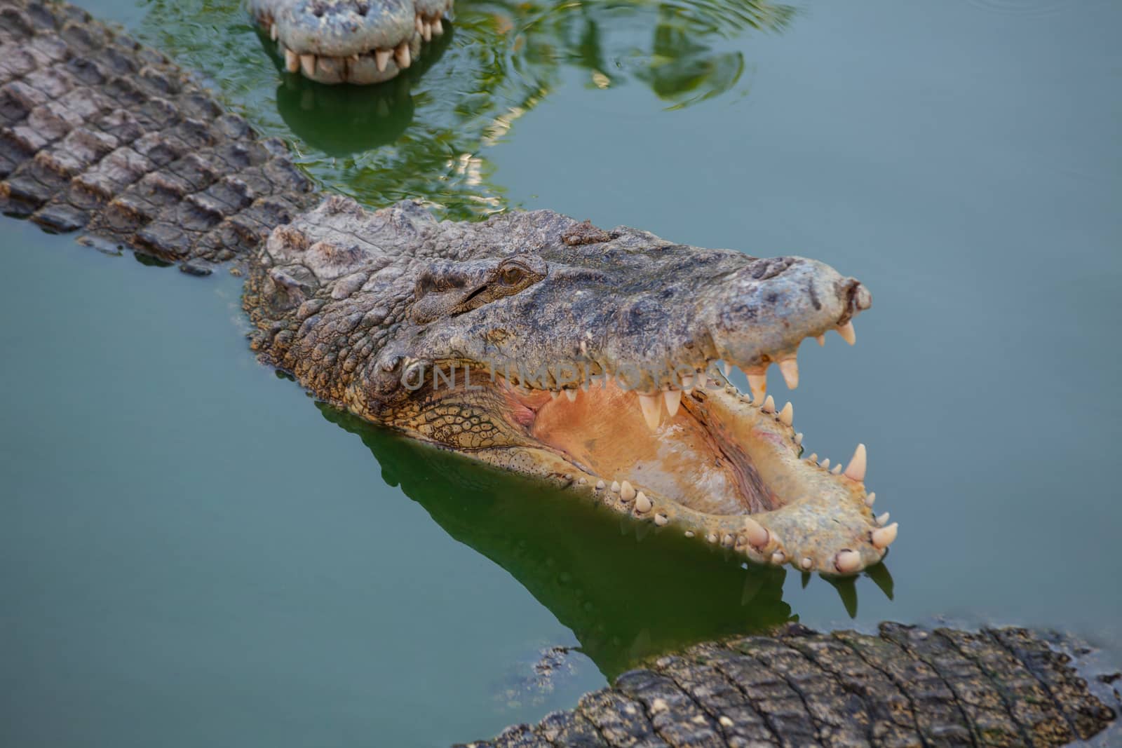 crocodile with open mouth resting by witthaya