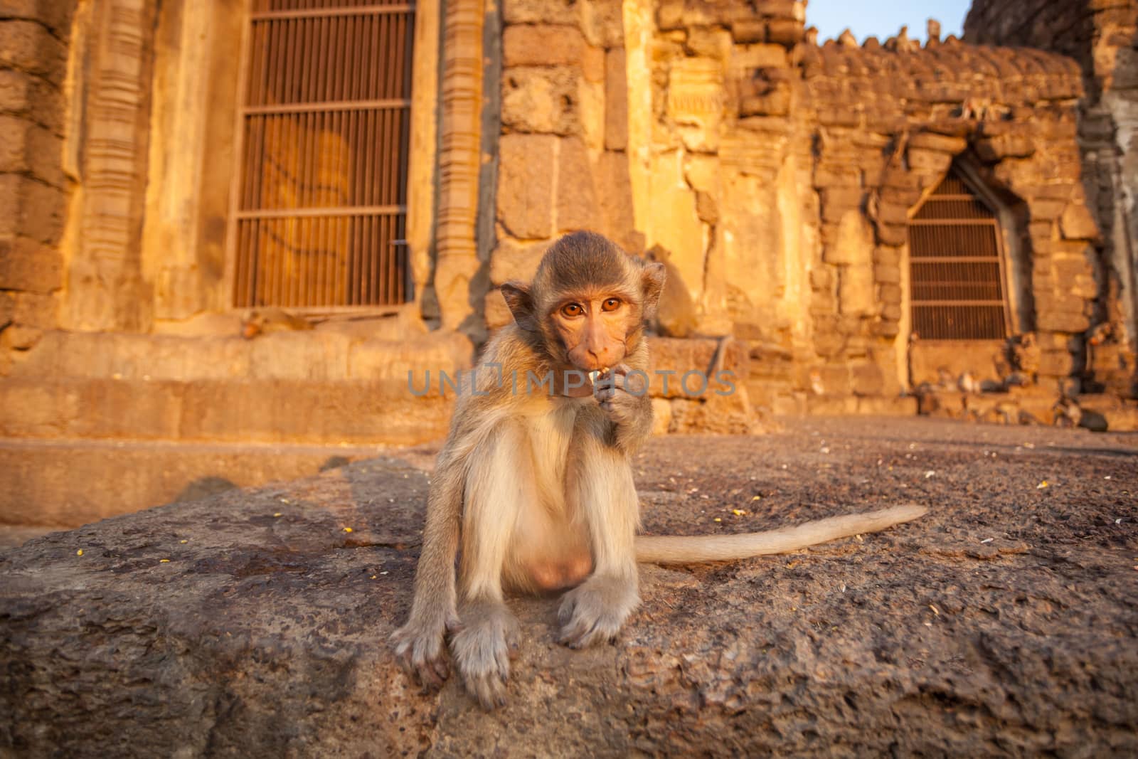 Baby monkeys in Thai Temple by witthaya