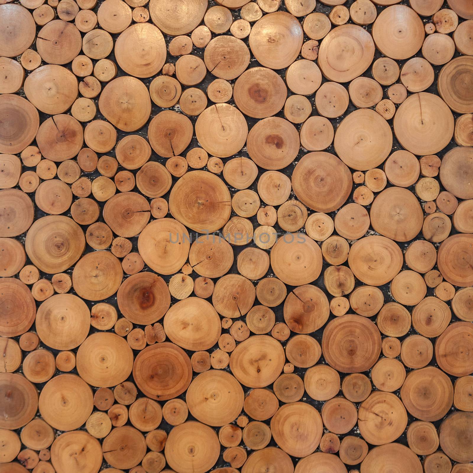 tree wood brown circle stumps by witthaya