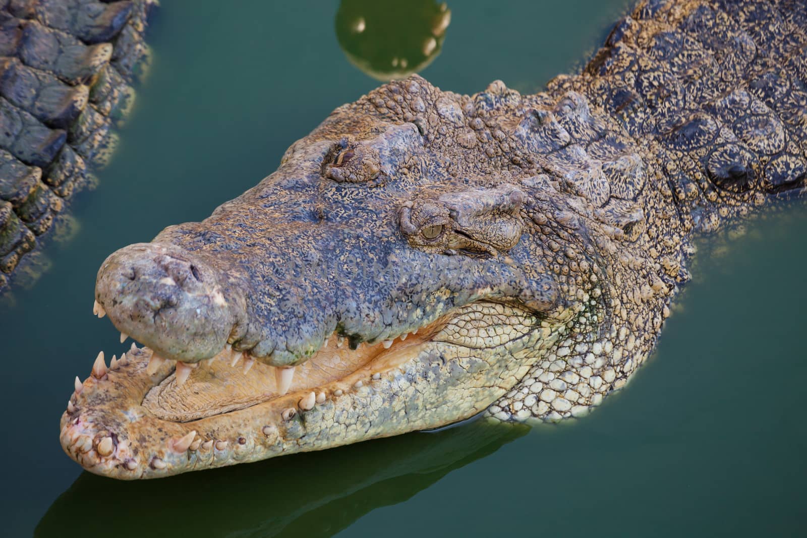 crocodile with open mouth resting by witthaya