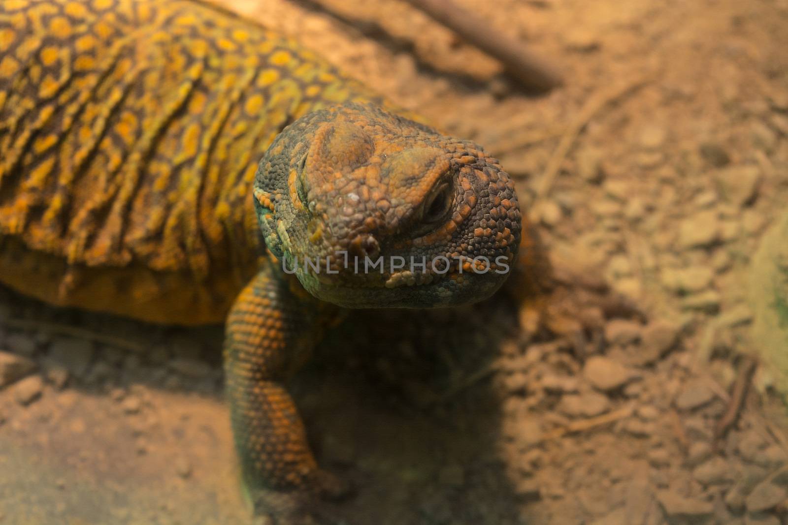 Wild lizard on sandy ground in nature. Background blurred.