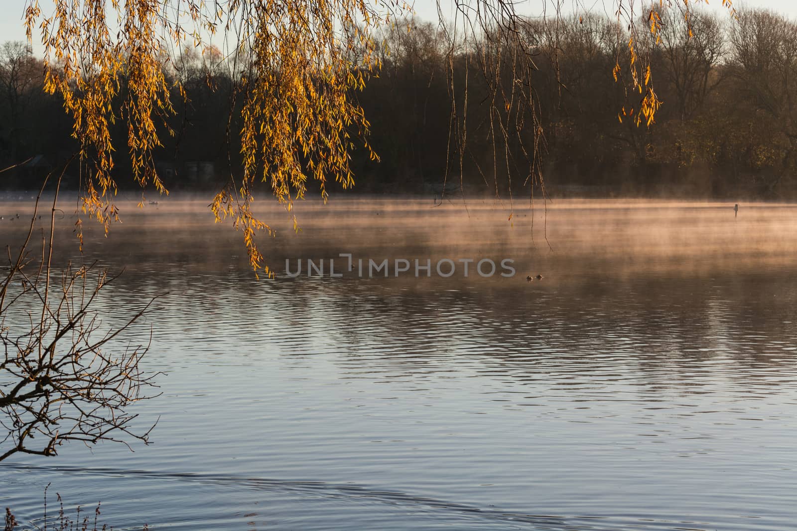 Small pond in hot yellow diffuse morning light