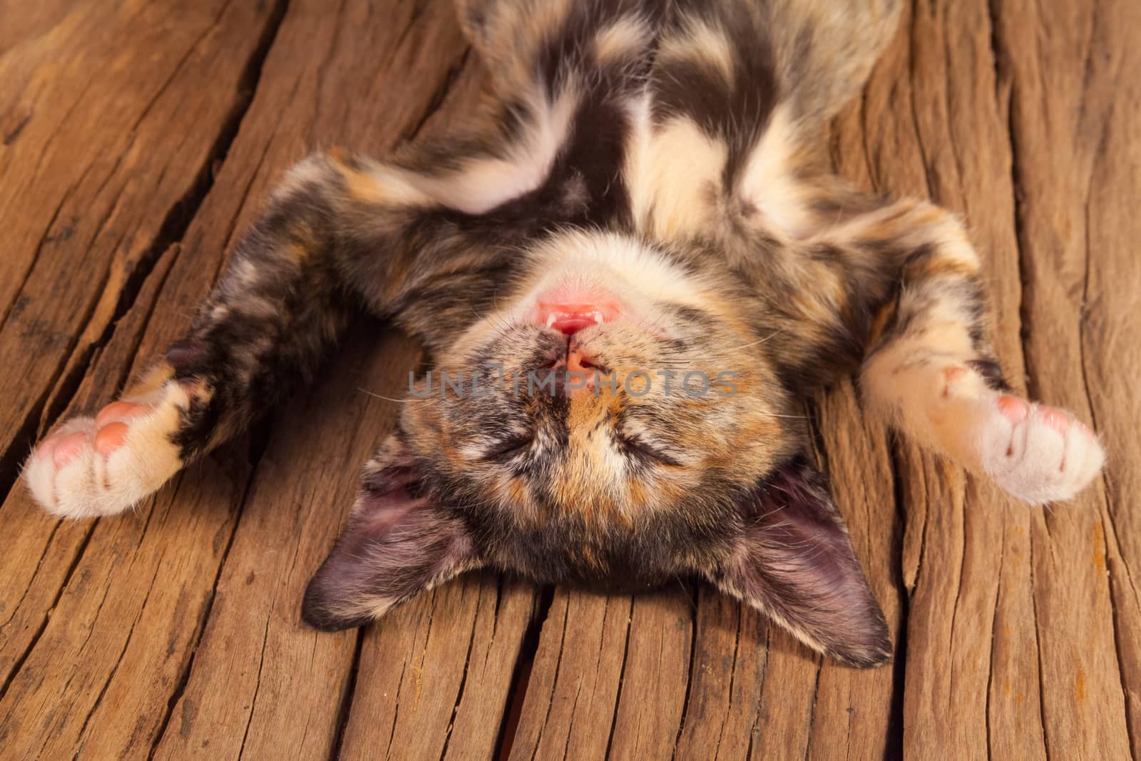 Cute little kitten sleeps on old wood