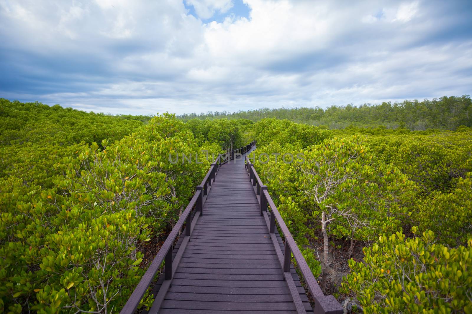 walkway in forest by witthaya