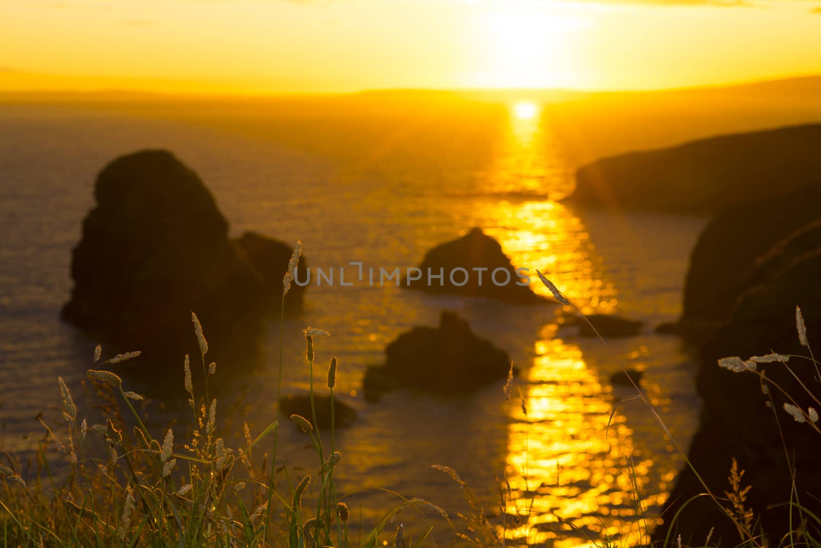 beautiful sunset over the virgin rock with wild tall grass on the wild atlantic way