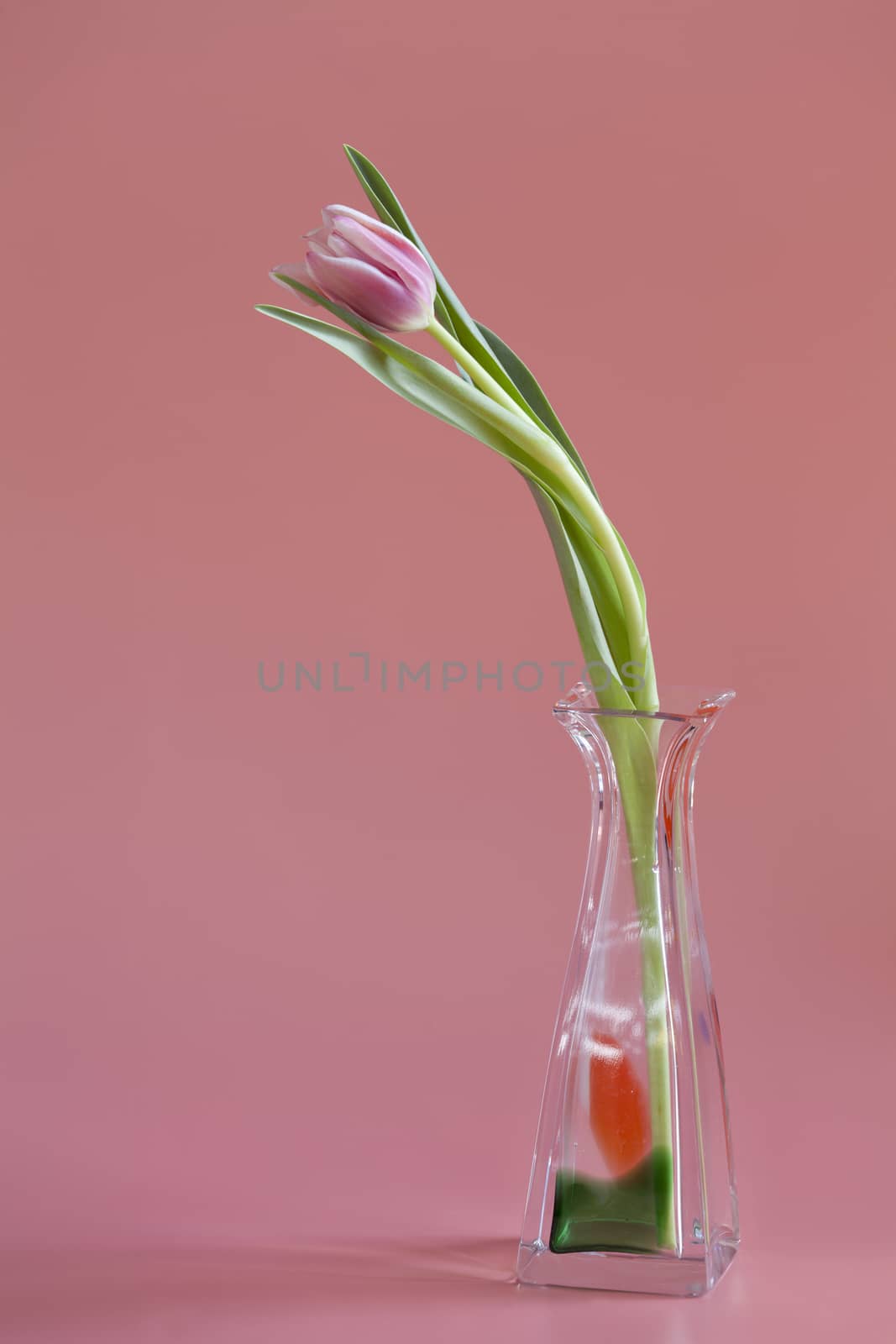 One Pink tulip with glass vase by mrivserg