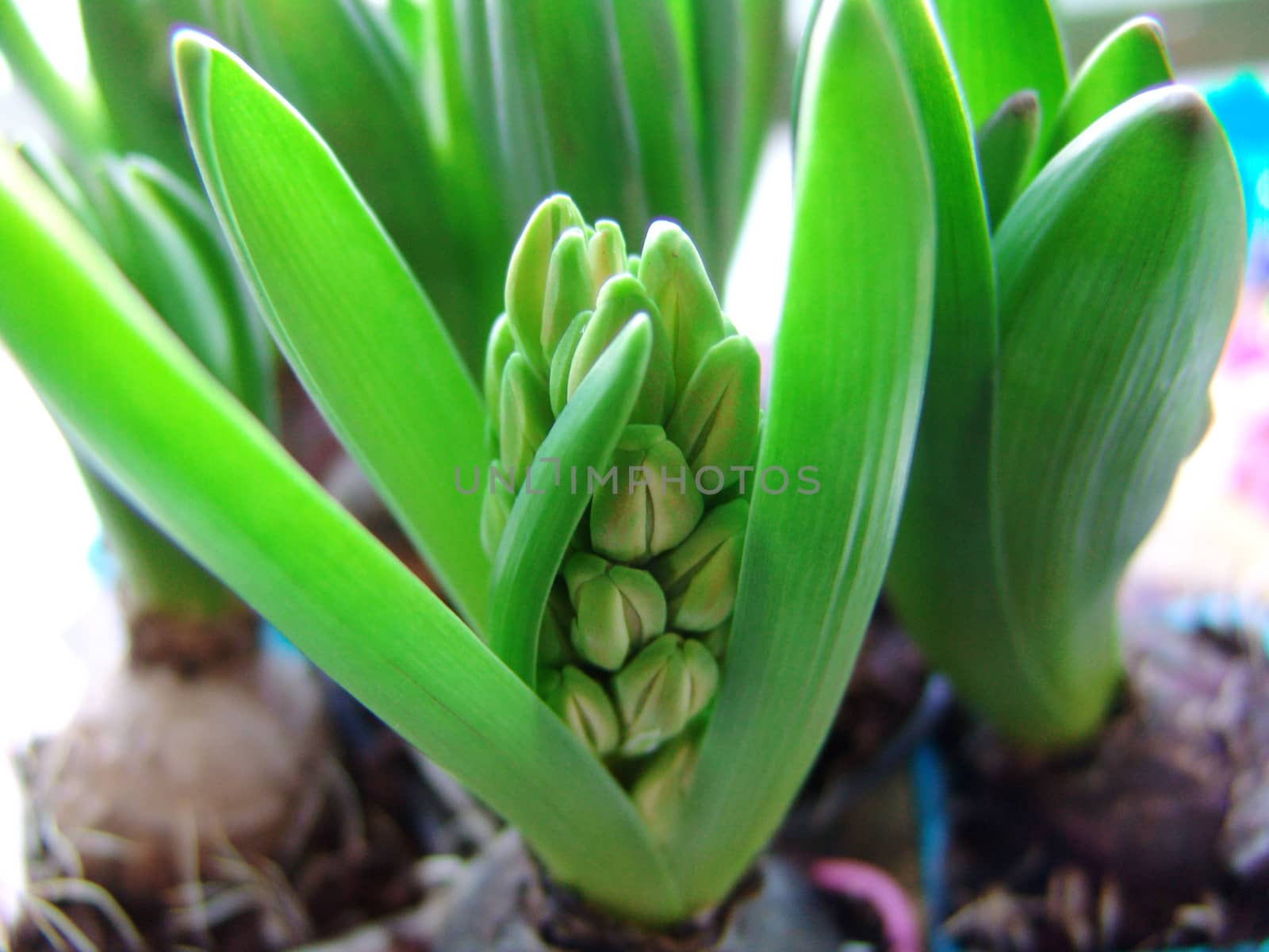Spring hyacinth bulbs. by elena_vz