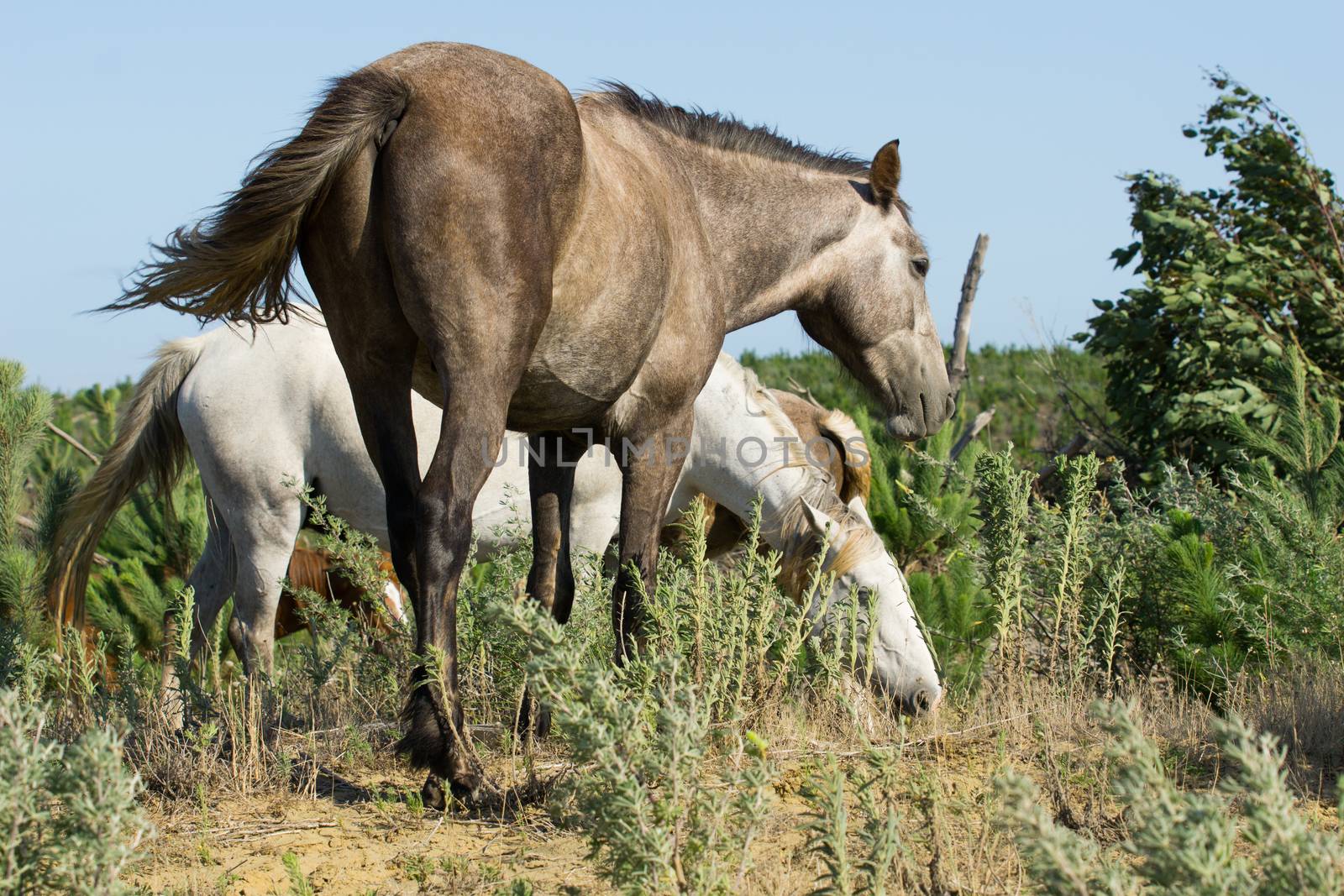 Wild horses in forestry Whalers Road  Ninety Mile Beach, Northland, New Zealand