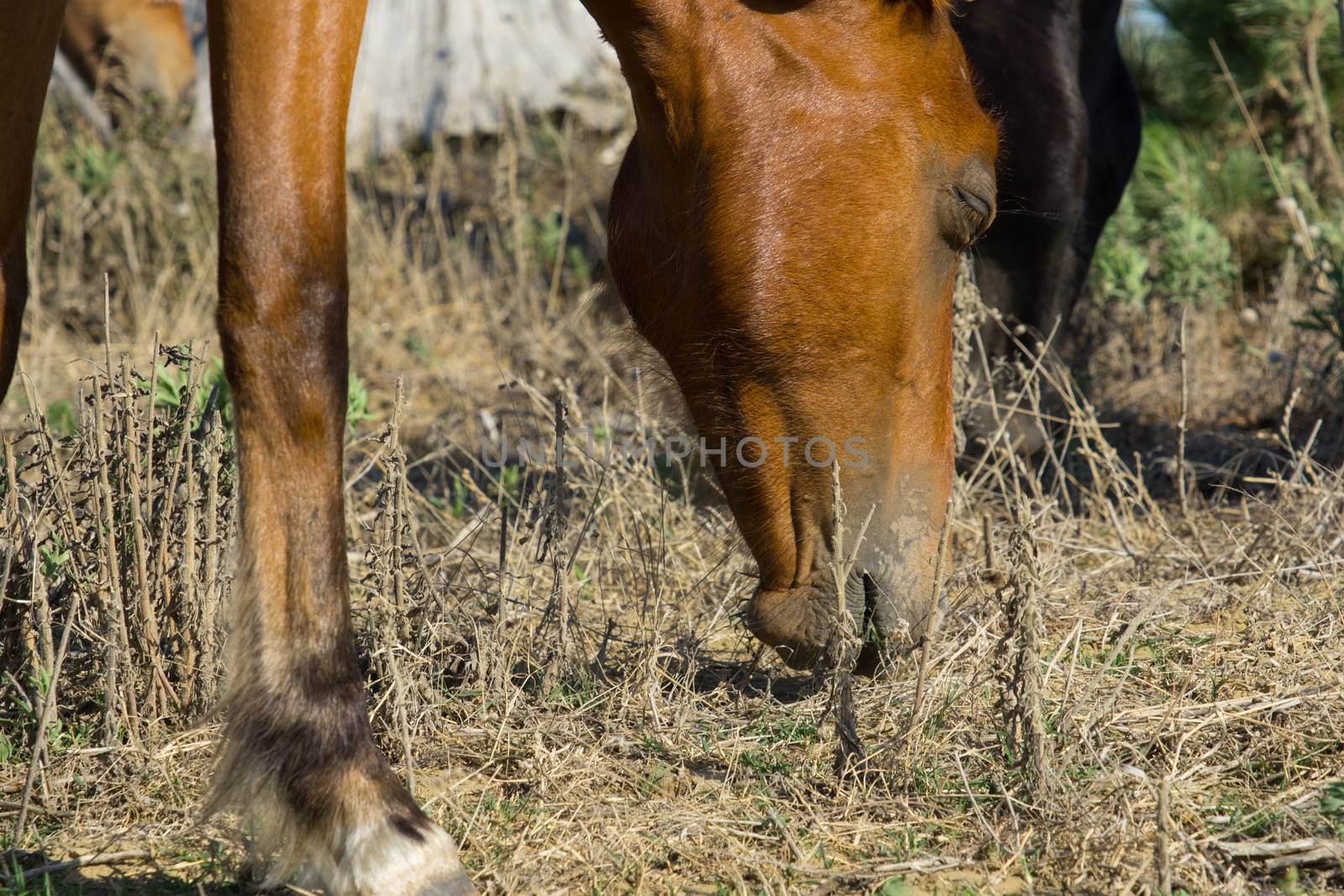 Wild horses in forestry Whalers Road  Ninety Mile Beach closeup grazing by brians101