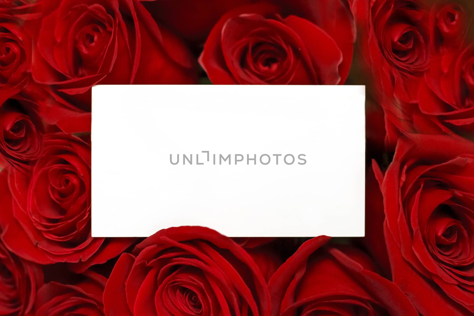 Red roses background with empty card by Angel_a