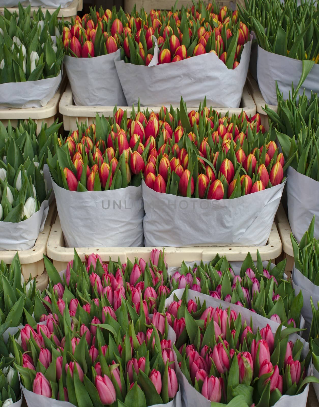 Cut tulips ready flr sale at a florist's in Amsterdam.