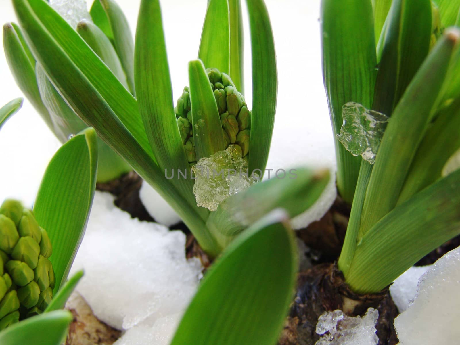 Spring hyacinth bulbs.