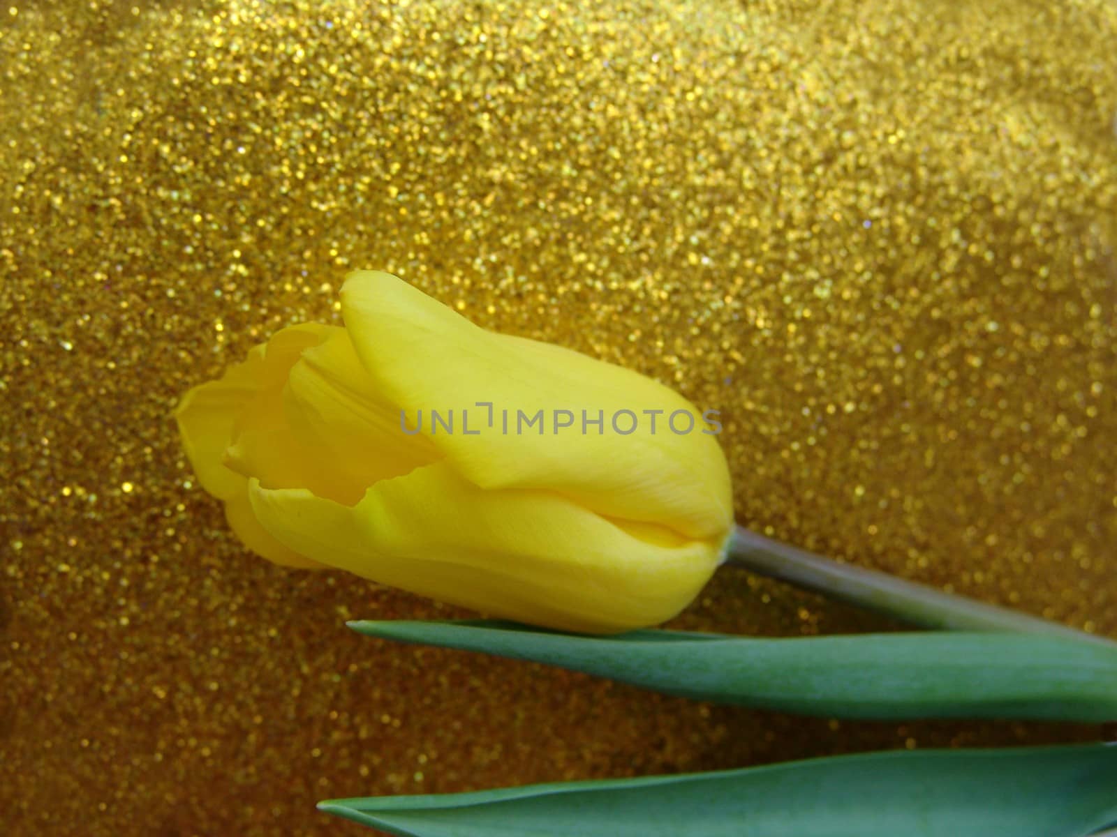 Yellow tulip on a gold background by elena_vz