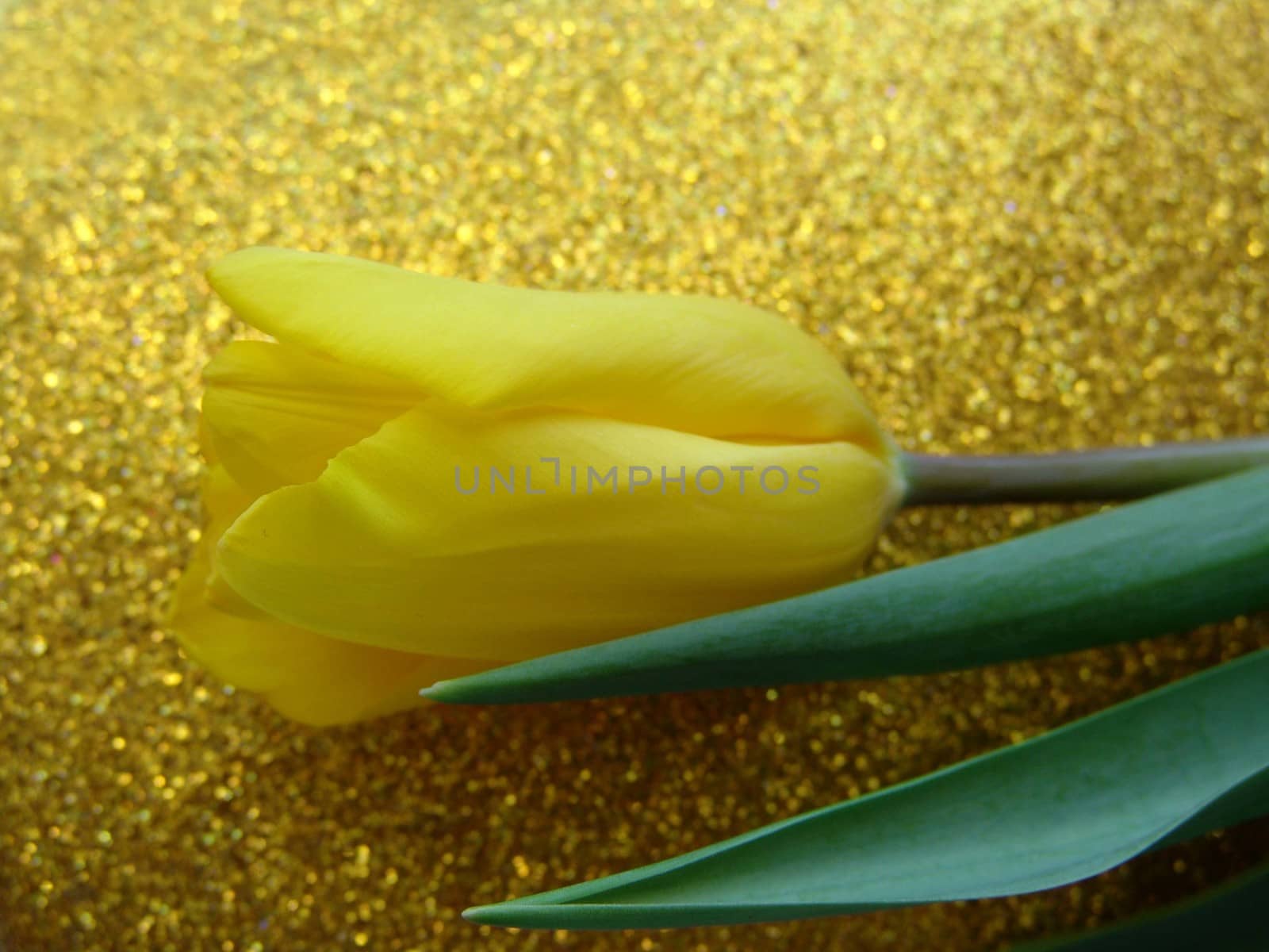 Yellow tulip on a gold background by elena_vz