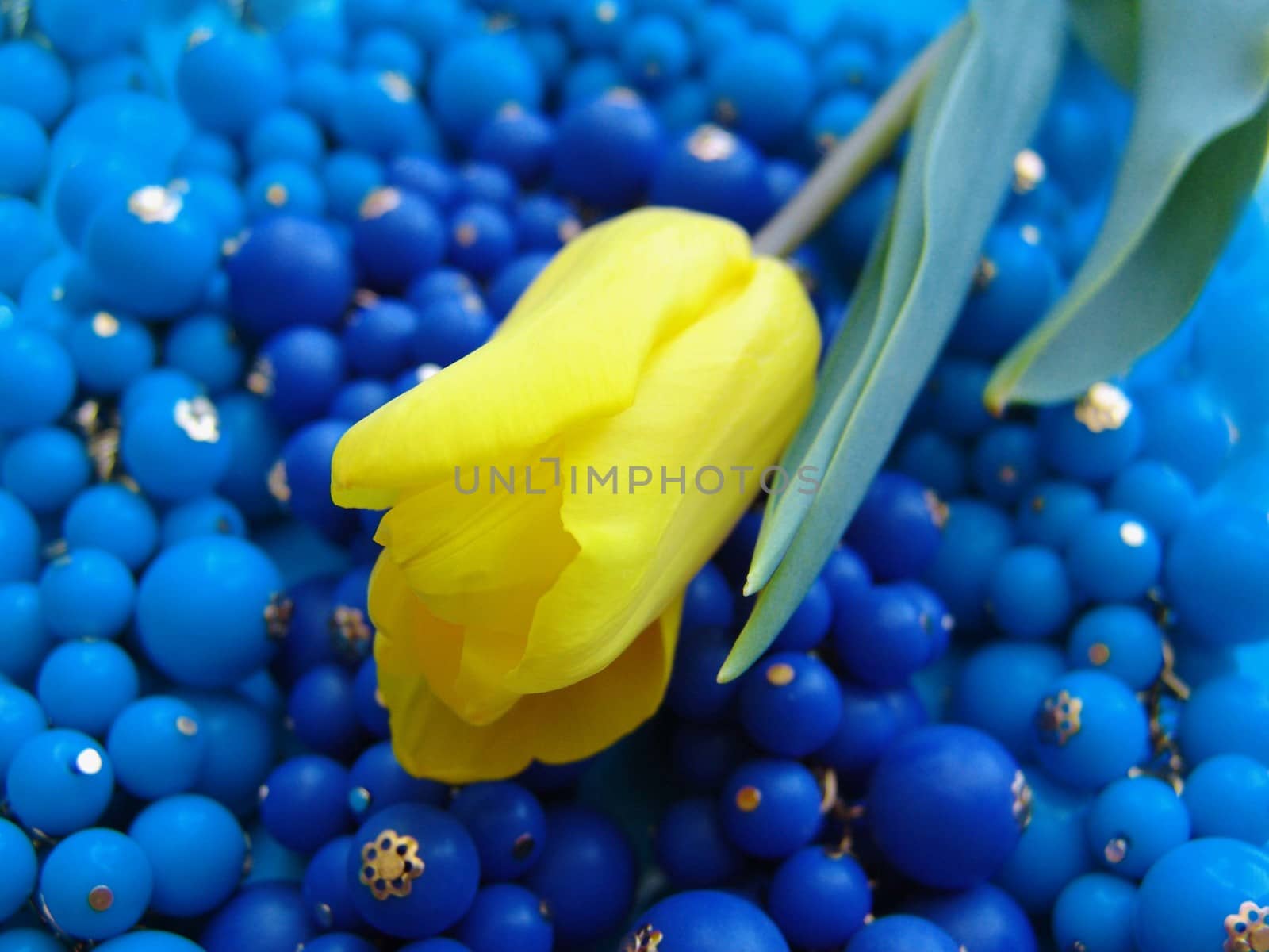 Yellow tulip on a blue background by elena_vz
