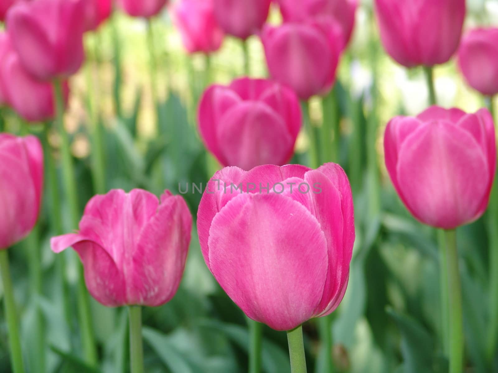 Pink tulips