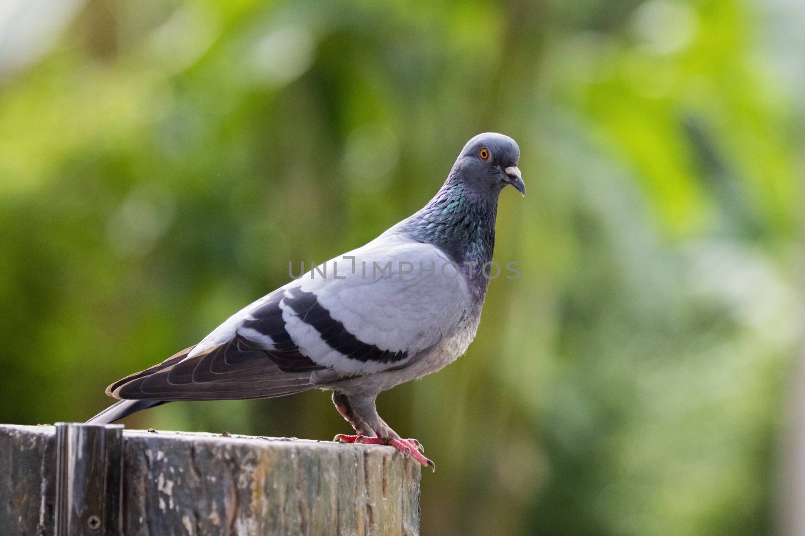Image of a pigeon on nature background in thailand. Wild Animals.
