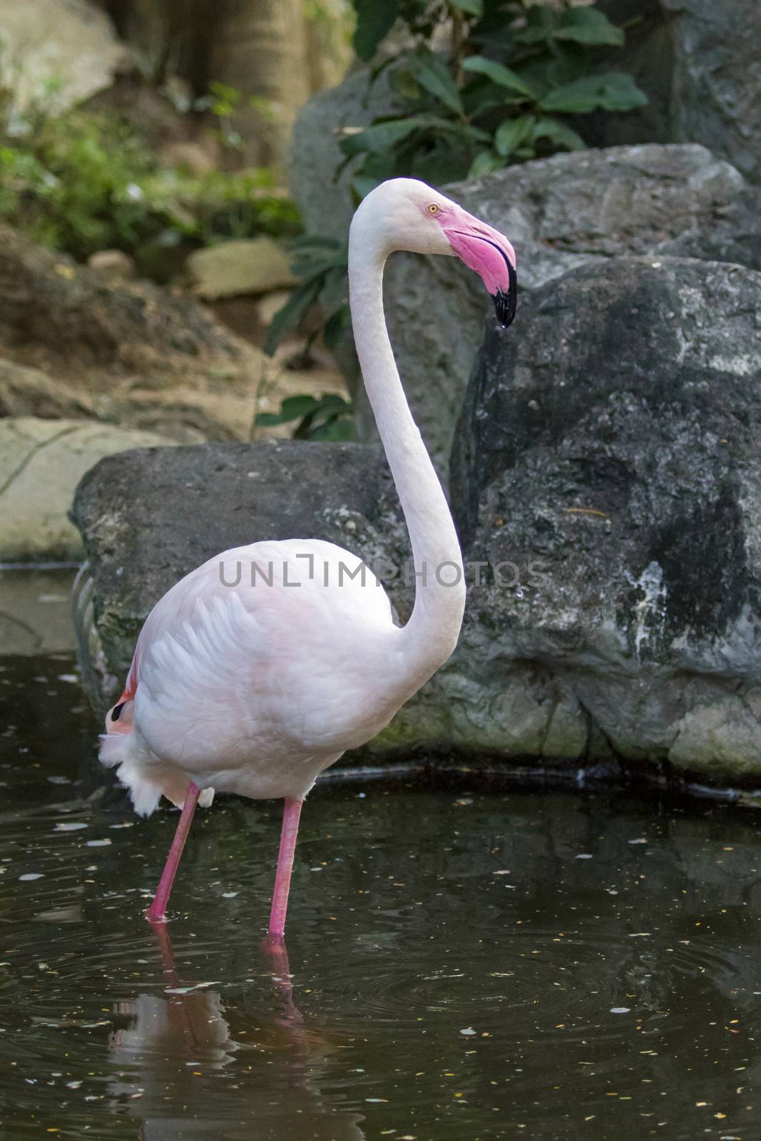 Image of a flamingo on nature background in thailand. Wild Animals.