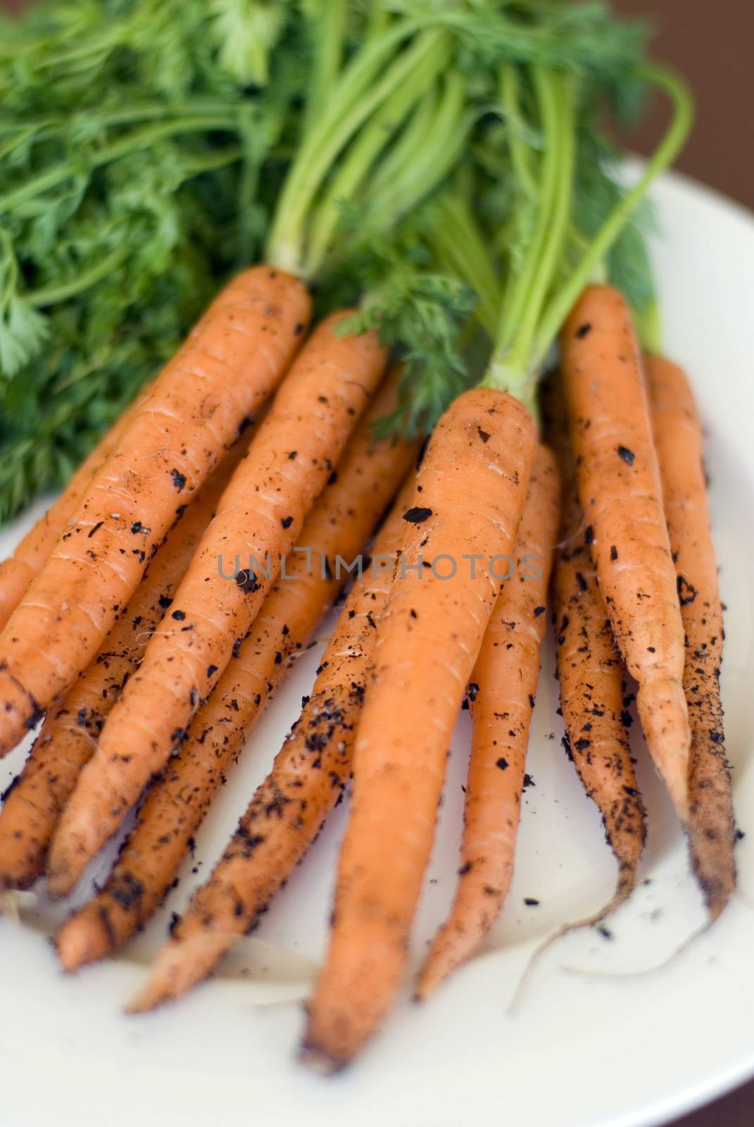 Freshly harvested bunch of raw carrots with bits of soil and green tops on plate