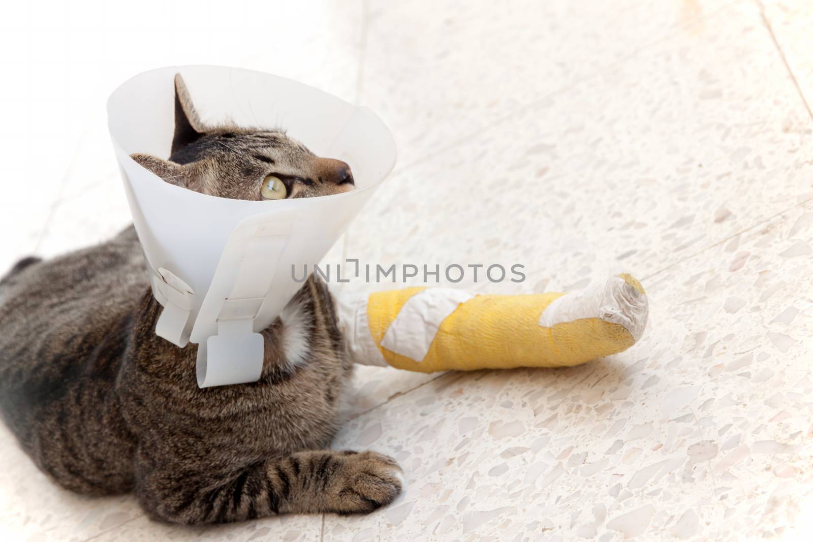 cat wearing an Elizabethan collar and Cat leg splint sleeping on the floor.