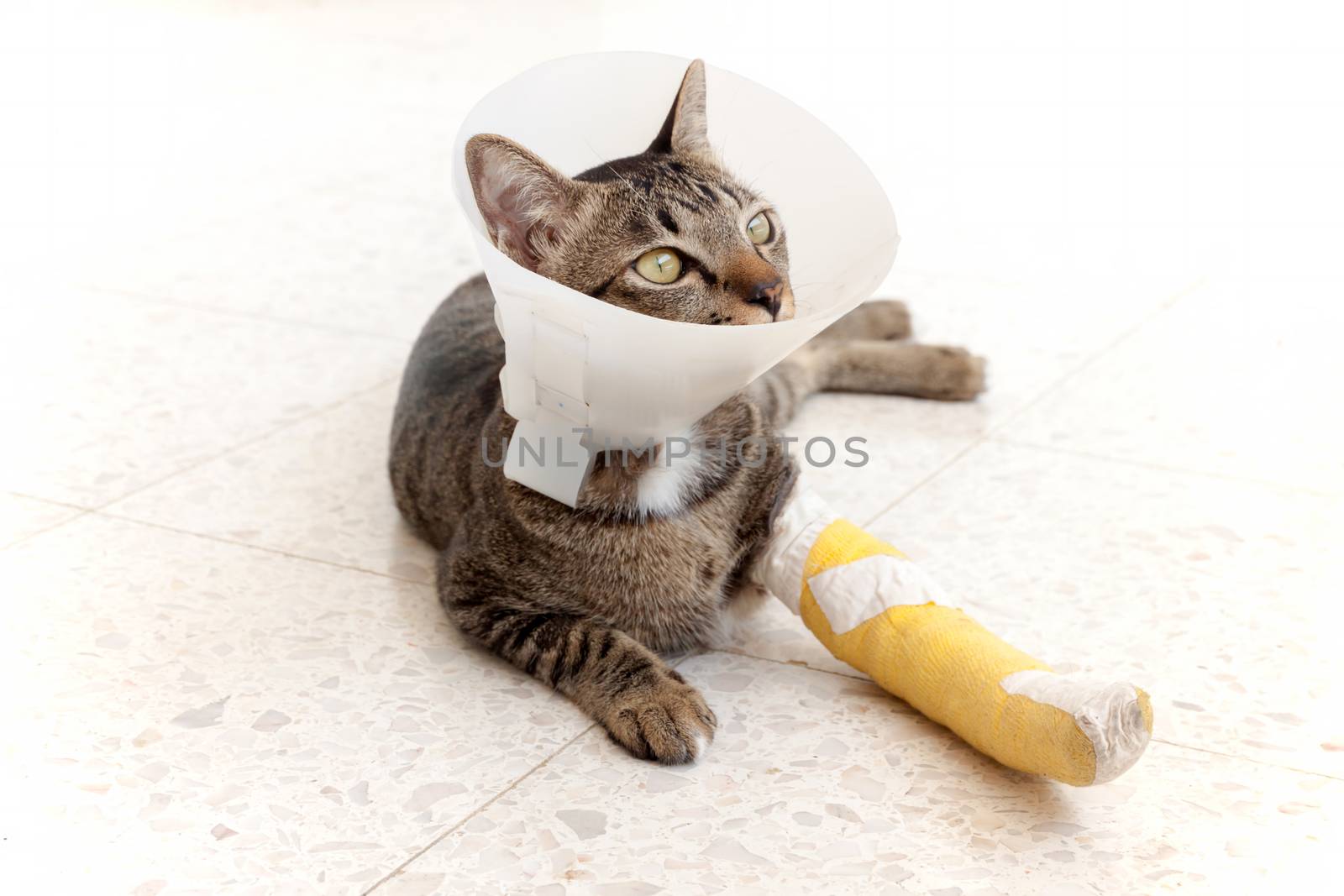 cat wearing an Elizabethan collar and Cat leg splint sleeping on the floor.