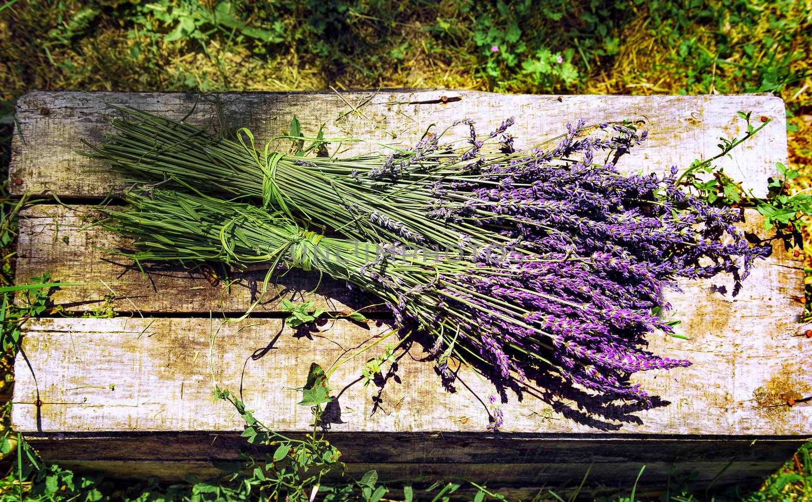 lavender spirit in France by ventdusud