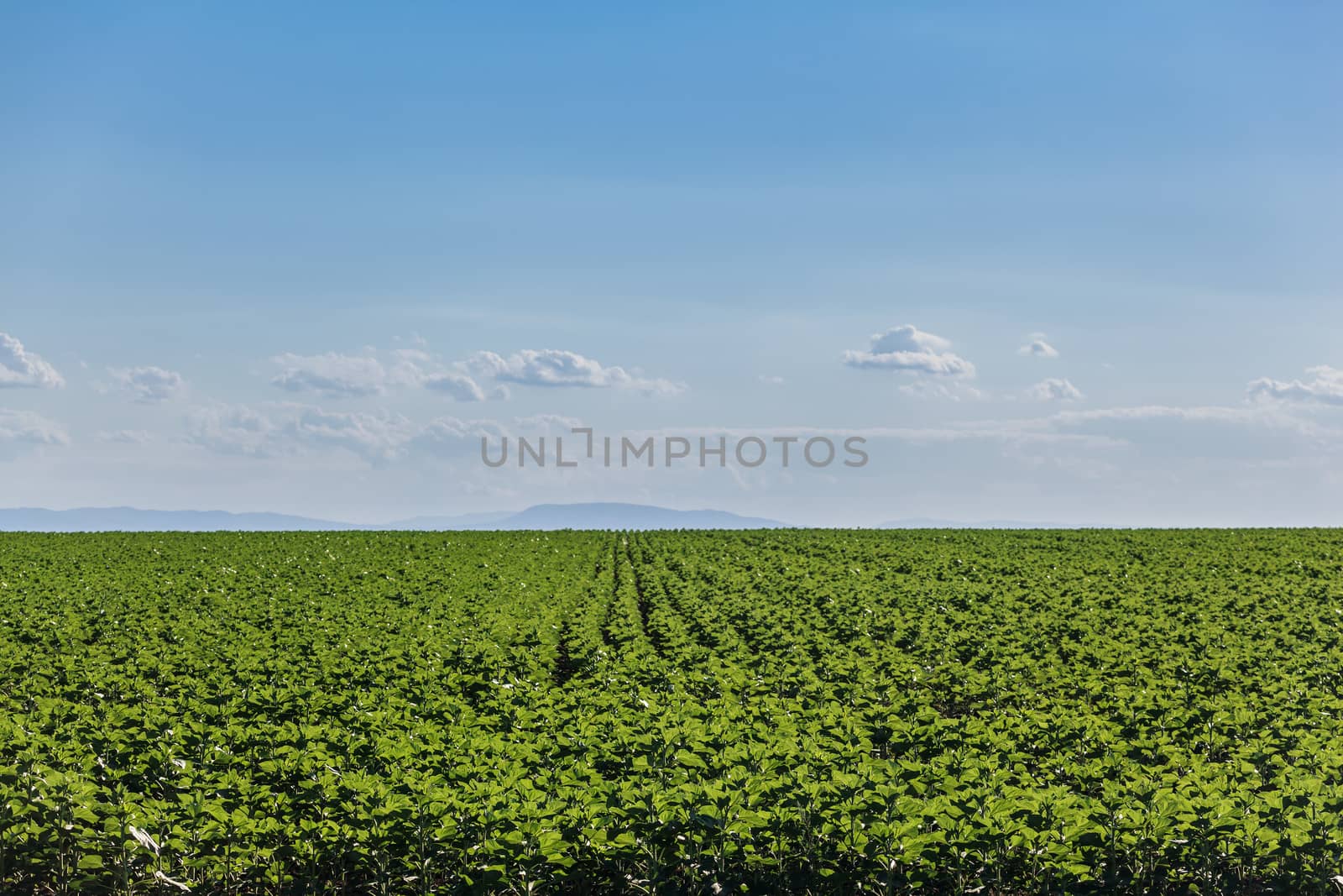 Rows of green sunflower stretch beyond the horizon