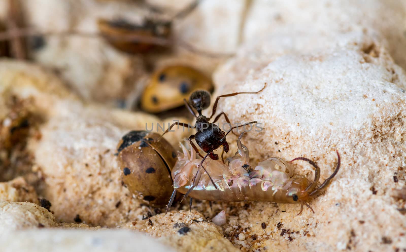 hard-working strong black ant drags a dead centipede into an anthill