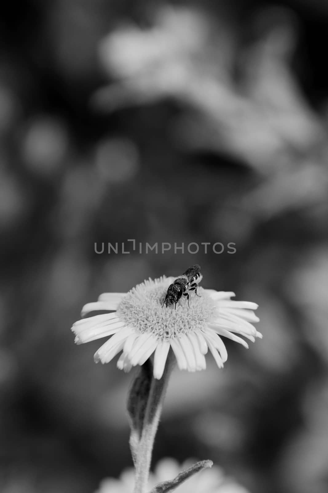 Small heriades truncorum bee taking nectar from a common fleabane flower against a background