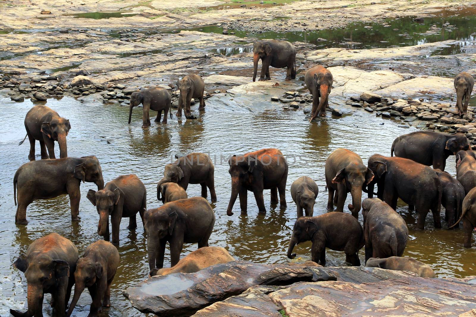 A large herd of brown elephants bathe in the river, Sri Lanka