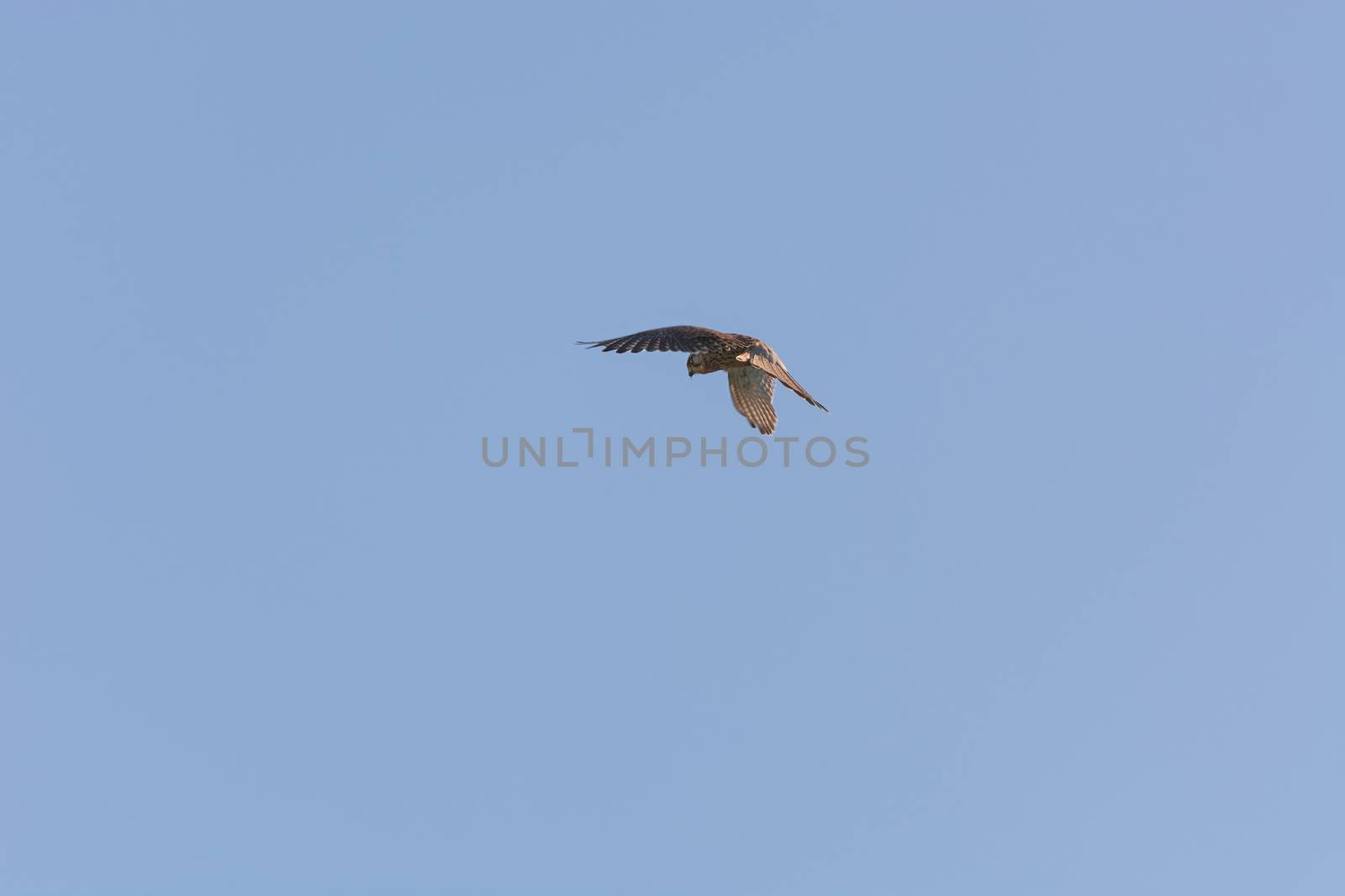 Bird of prey stands on the spot in the air the so-called jogging flight.