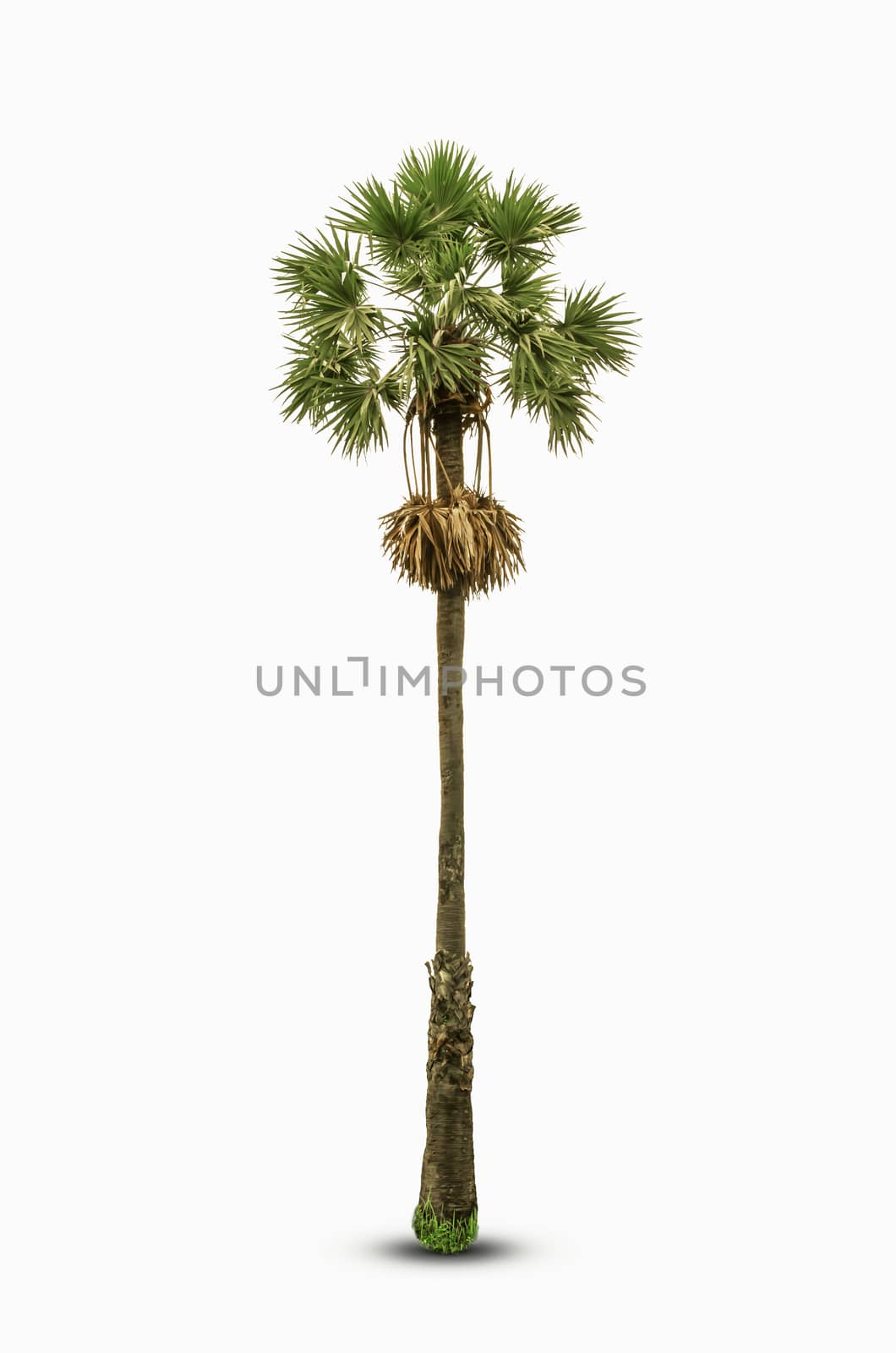 sugar palm di-cut Isolated white background