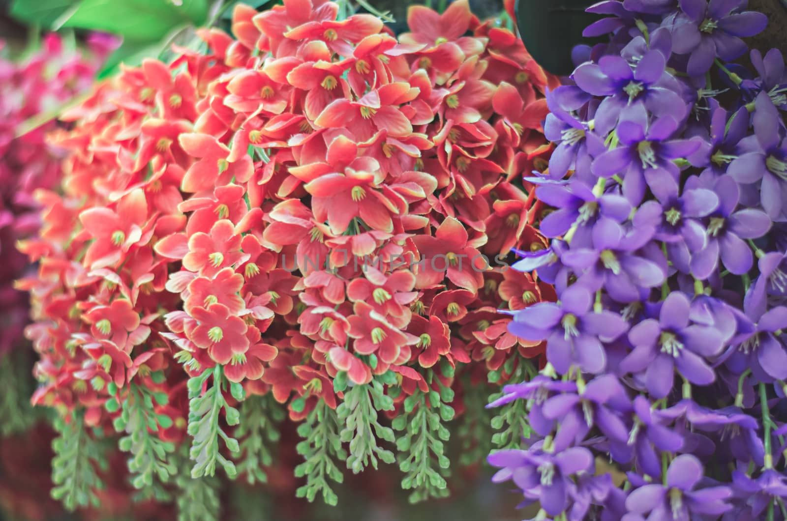 Colorful gladioli  in  vases placed in a row