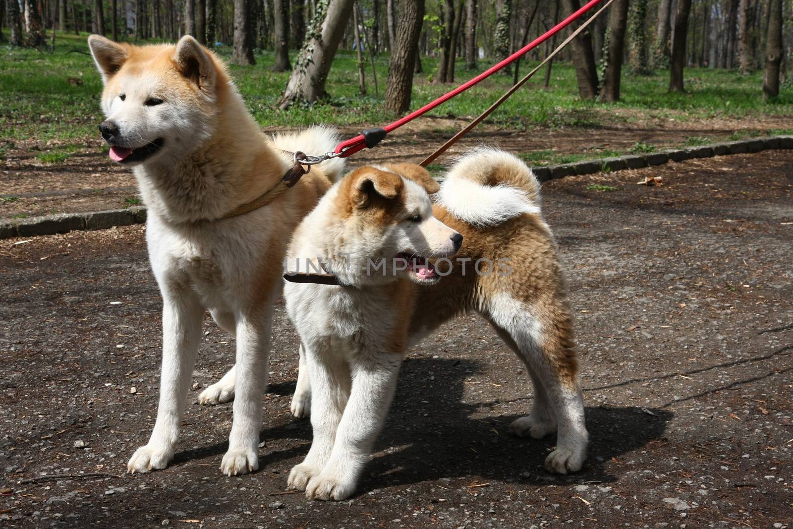 Akita inu dogs walking in public park