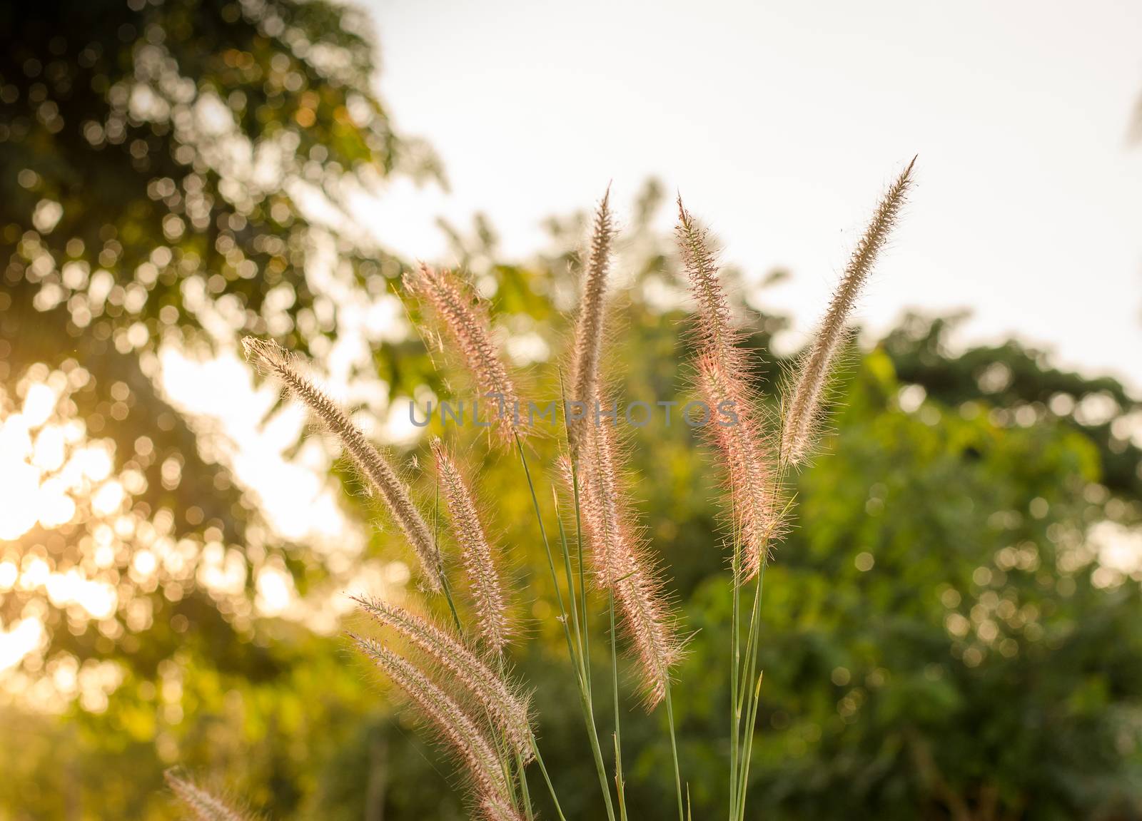 Grass with the sun Sky background