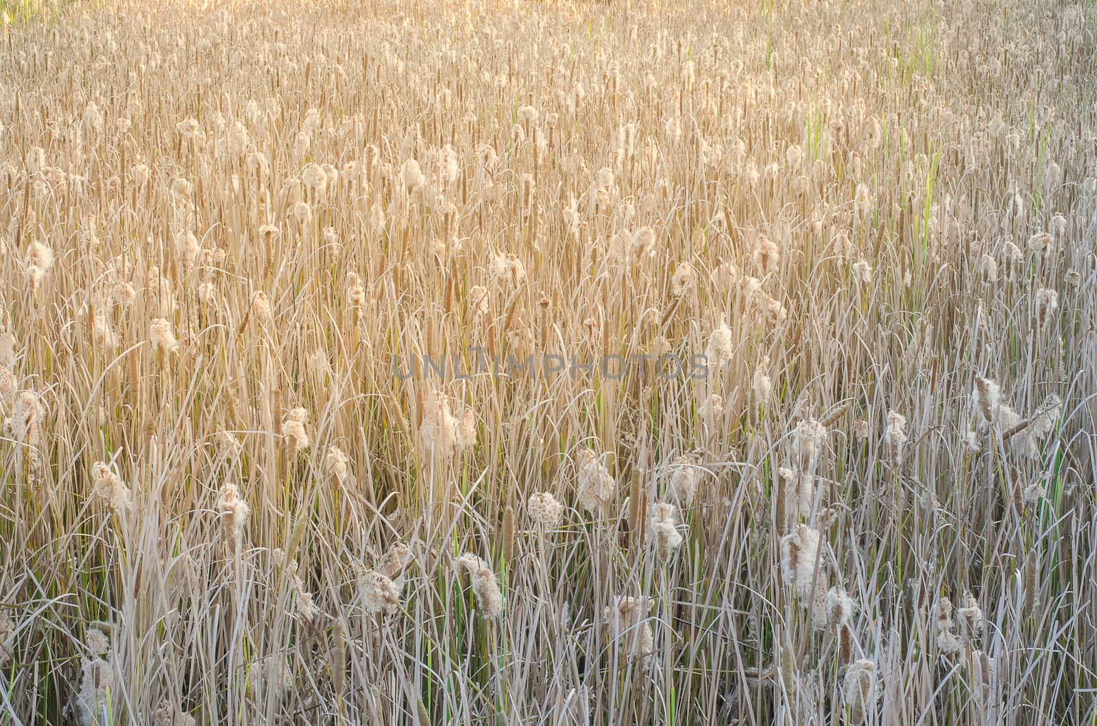 Typha angustifolia In the field of nature