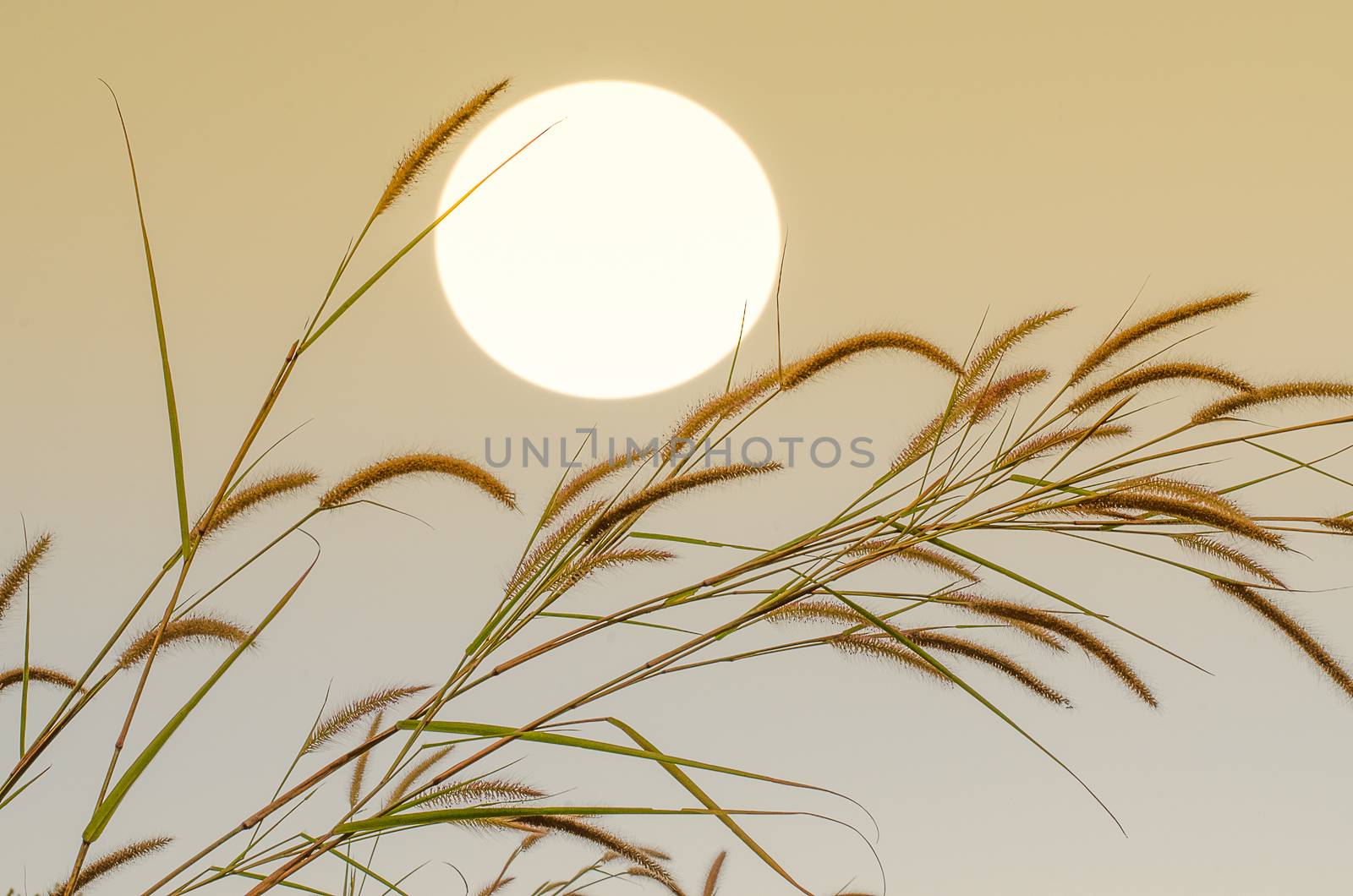 Grass with the sun Sky background