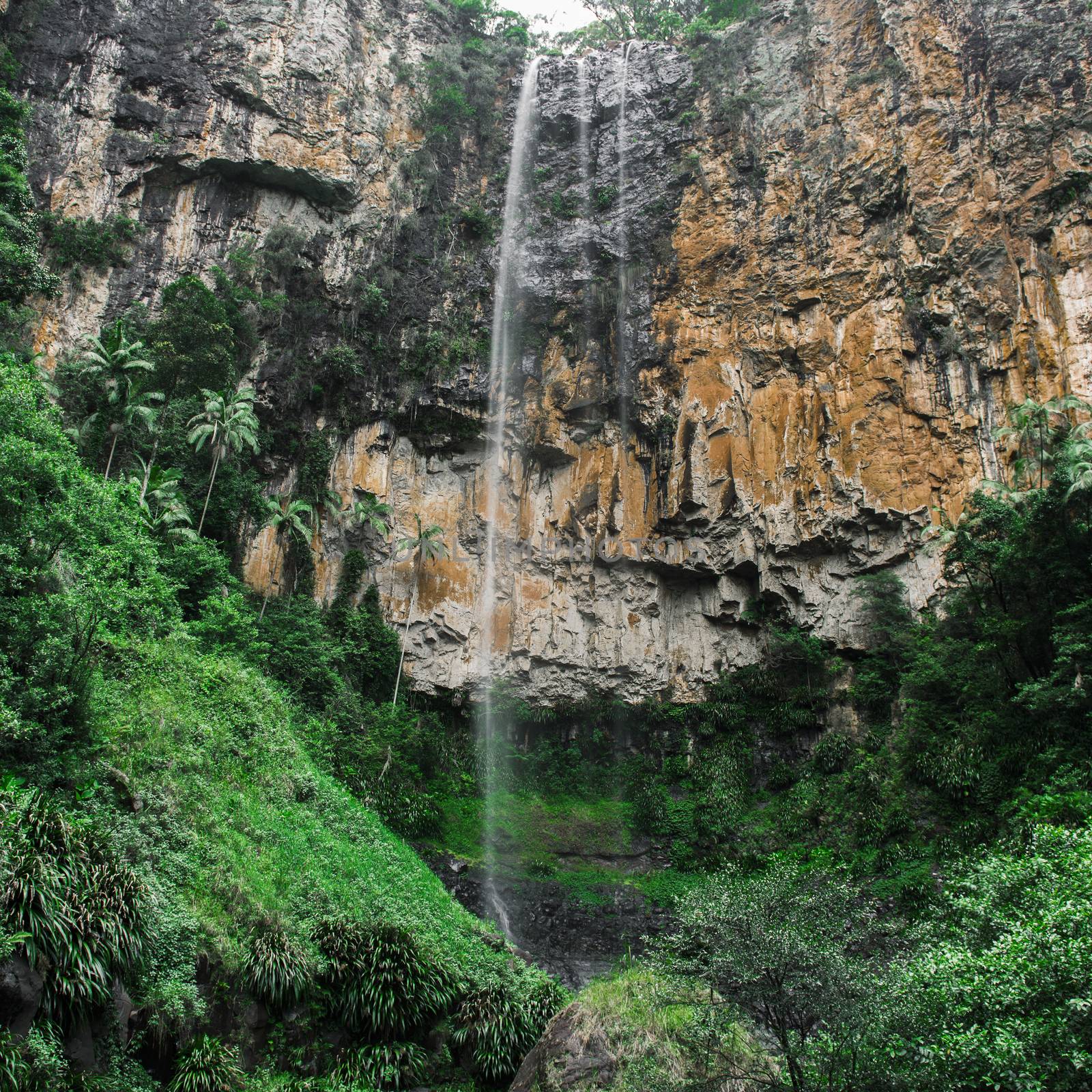 Purling brook Falls at Springbrook National Park in Queensland.