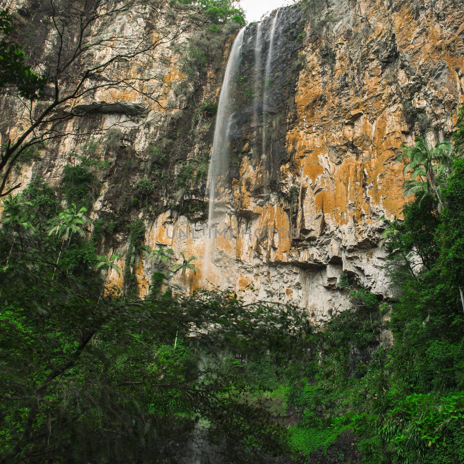 Purling brook Falls at Springbrook National Park in Queensland.