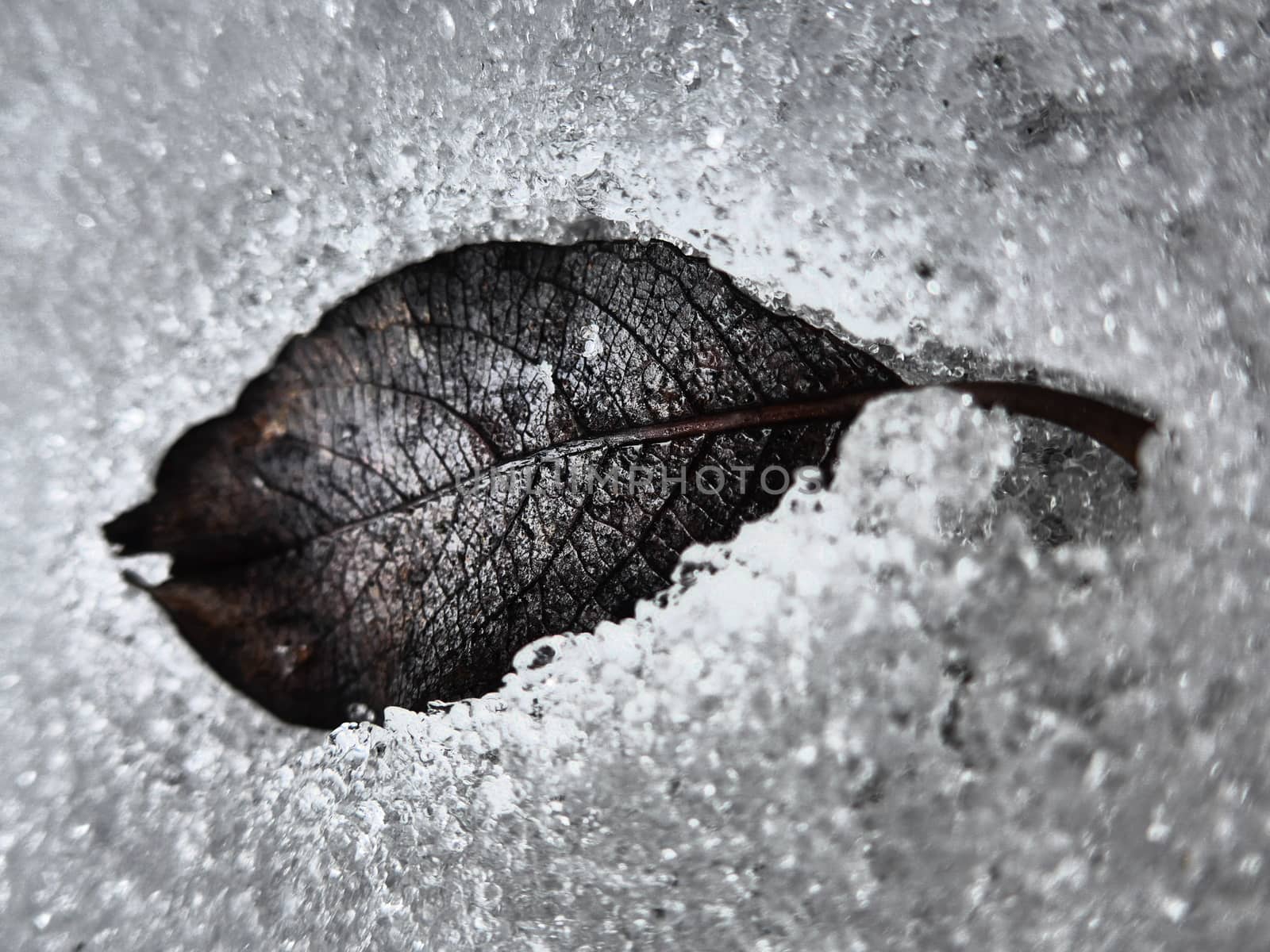 dead leaf on the snow