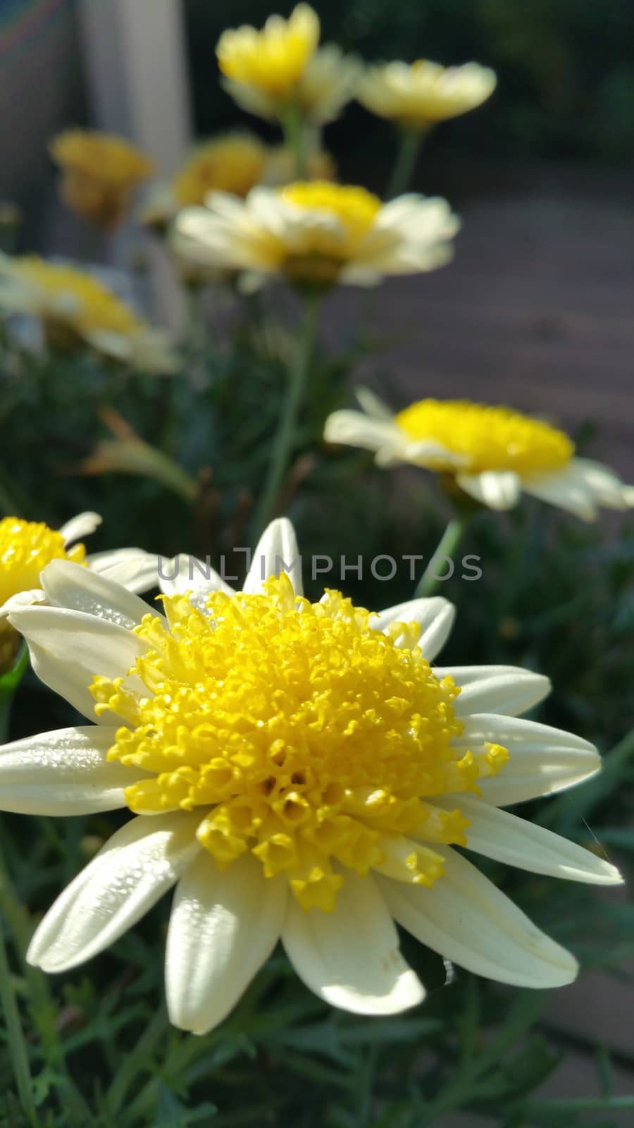 yellow flowers on the porch