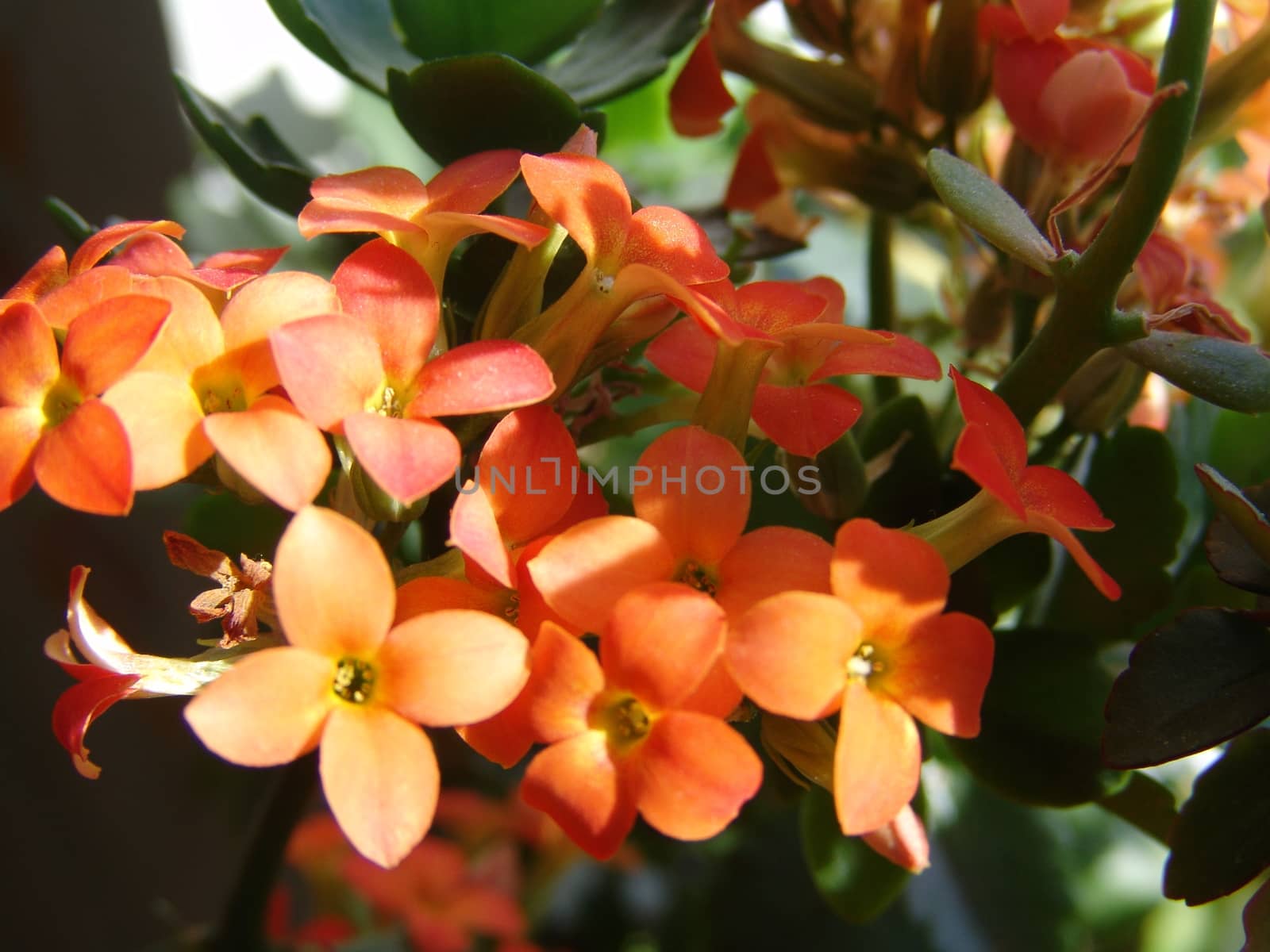 Orange little flowers