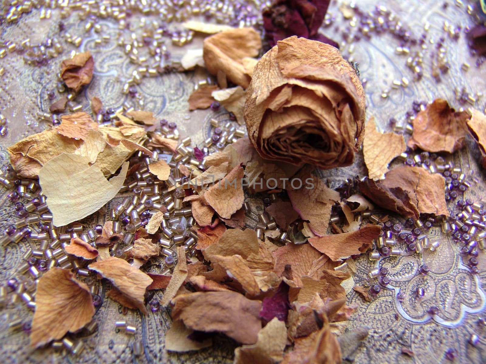 rose petals on Gold background by elena_vz
