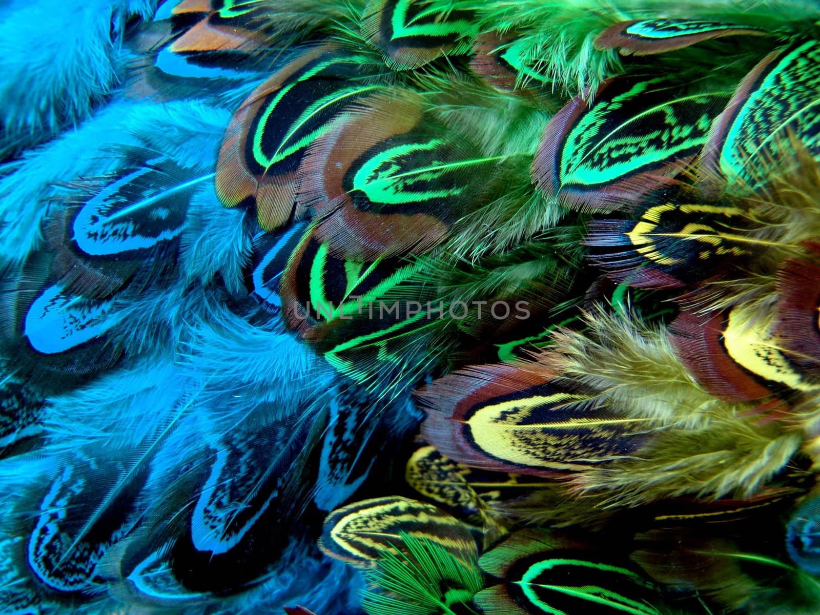 Colorful  Feather. Background by elena_vz