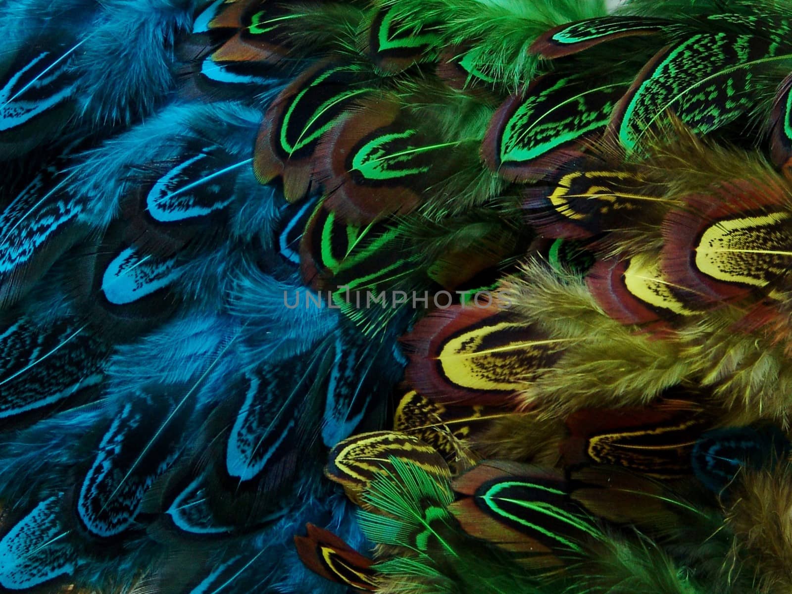 Colorful  Feather. Background by elena_vz