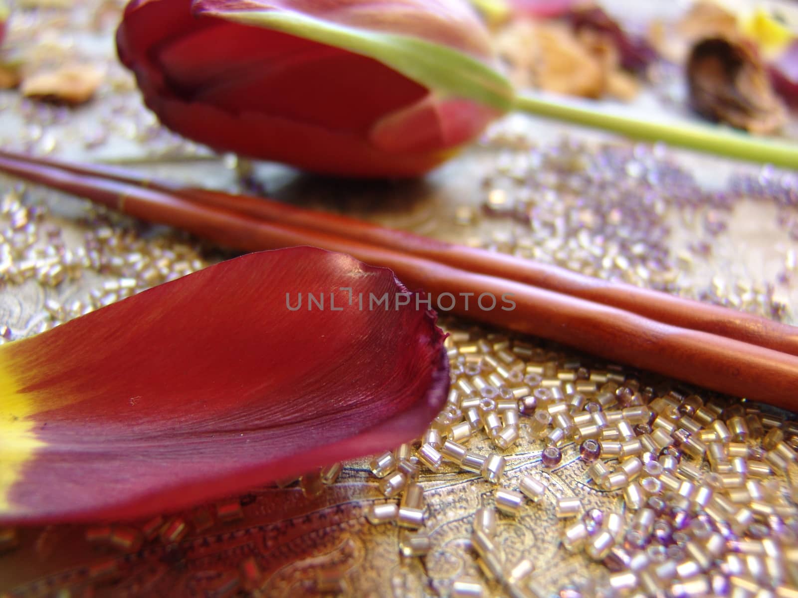Red tulip petals on gold background