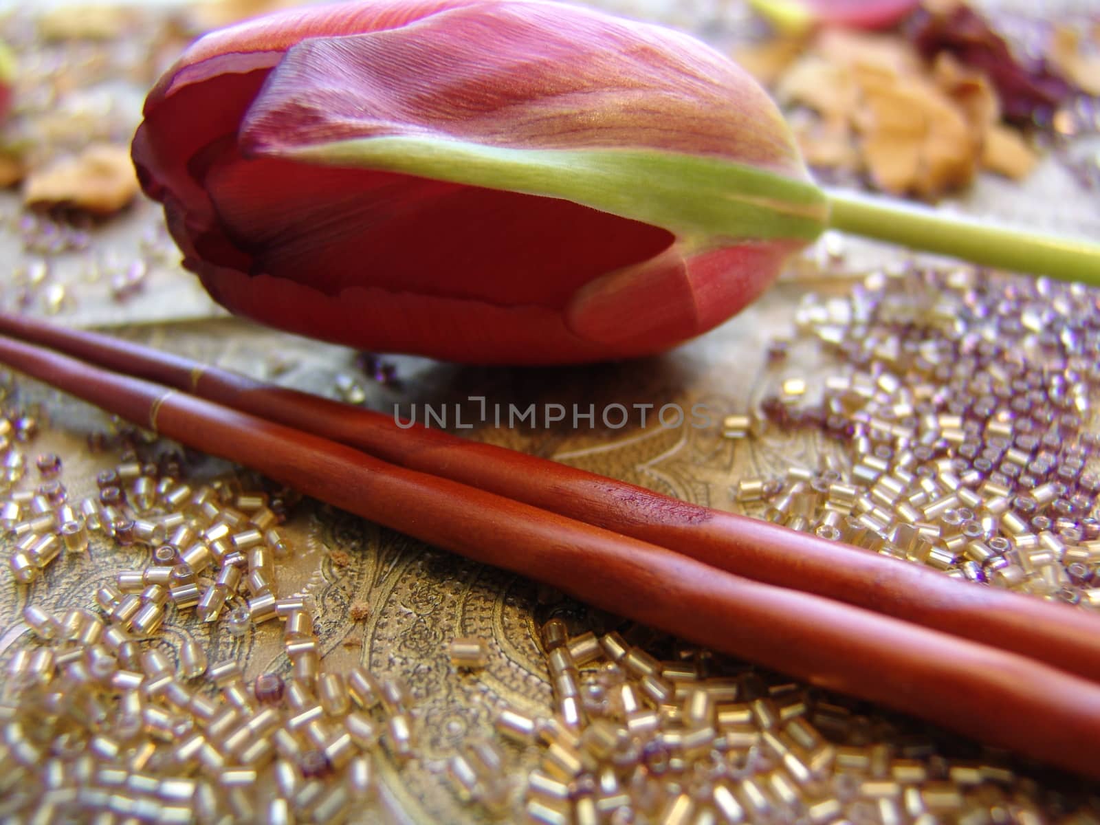 Red tulip petals on gold background by elena_vz
