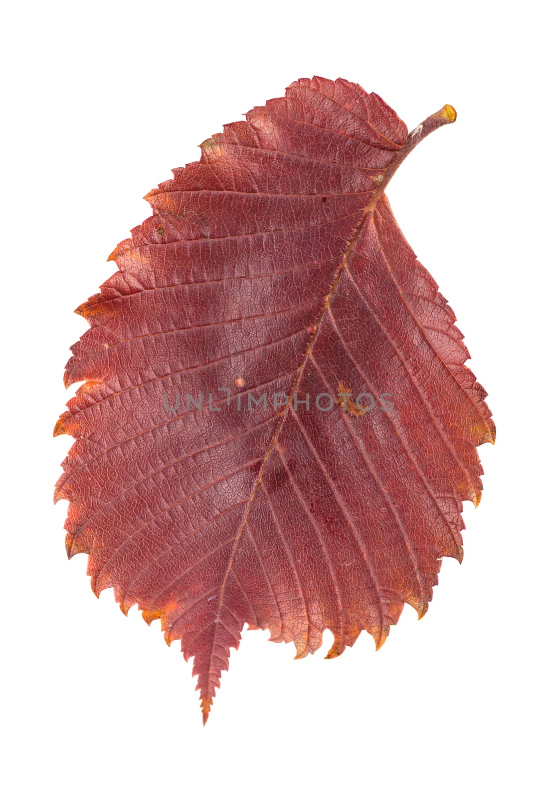 colorful autumn leaf on a white background isolated