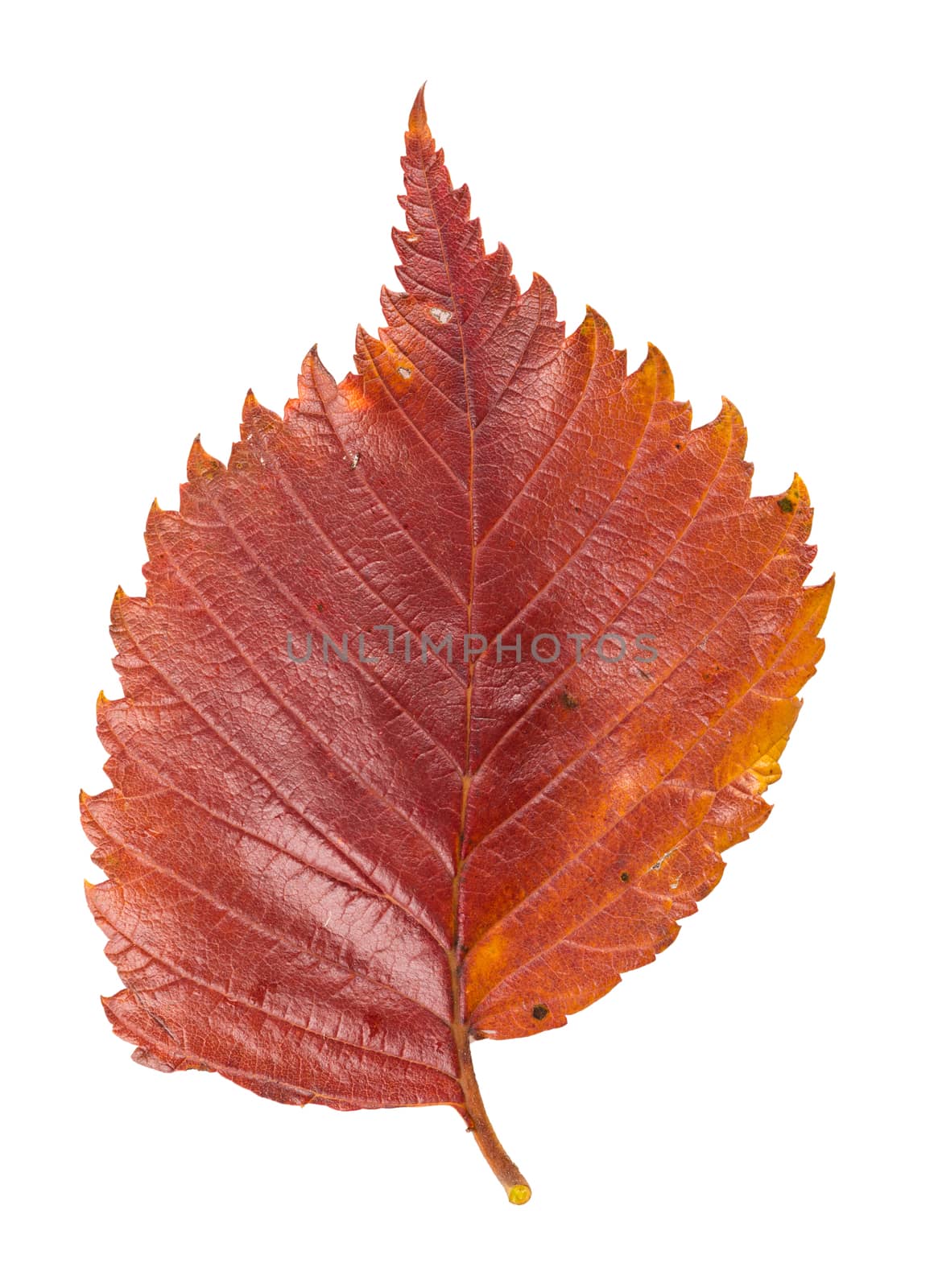 colorful autumn leaf on a white background isolated